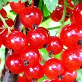 Podmlađivanje ribizle u jesen